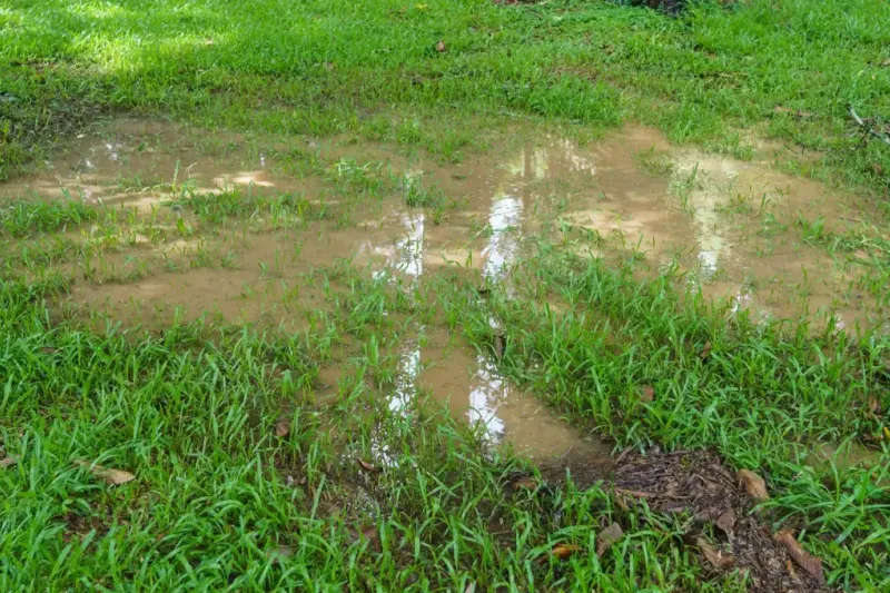 Standing water in this lawn indicates a dranage problem.