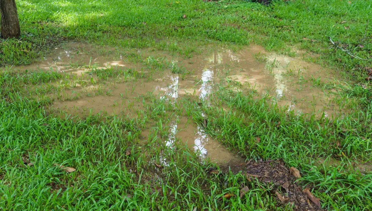 Standing water in this lawn indicates a dranage problem.