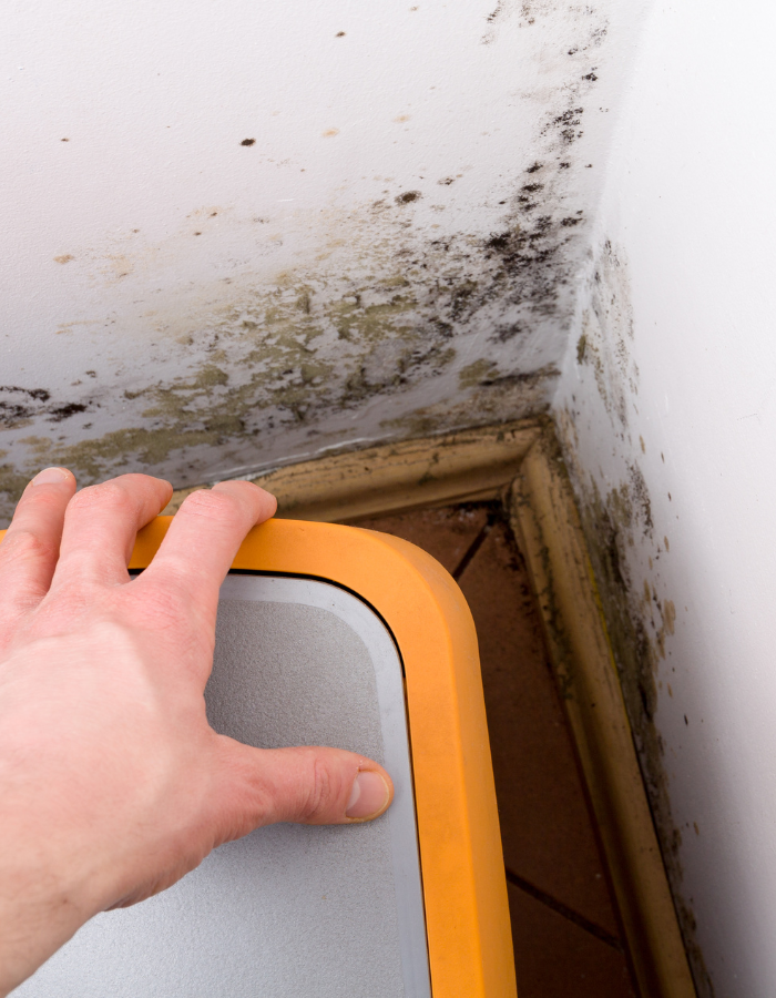 Mold near foundation.