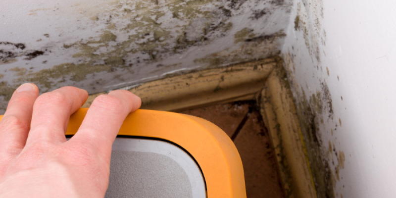 Mold near foundation.