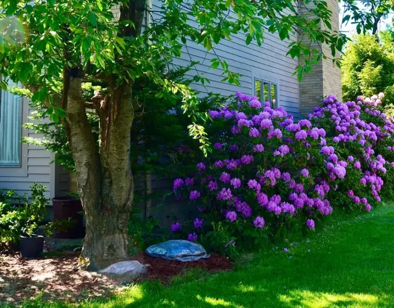 Many homes like this may need a root barrier to protect their fopundation from root pressures.